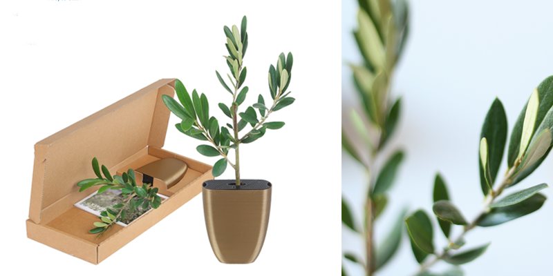 Olijfboom of planten post, een geschenk! - ZaaKado