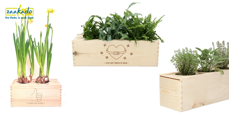 Alice Kroniek gids Geef groen: planten in houten 'wijn' box! - ZaaKado BV